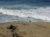 seashore La Jolla