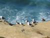 seashore La Jolla