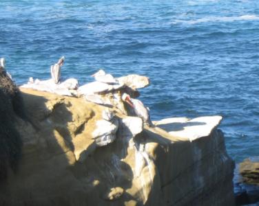 seashore La Jolla