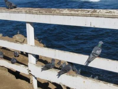 seashore La Jolla